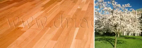 Parket američka trešnja