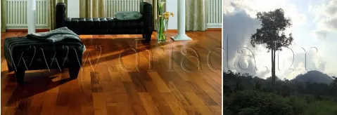 Parket iroko
